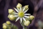 Sempervivum pittonii 07