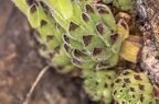Sempervivum pittonii 08