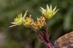 Sempervivum pittonii 12