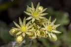 Sempervivum pittonii 13