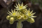 Sempervivum pittonii 14