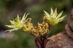 Sempervivum pittonii 17