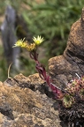 Sempervivum pittonii 18