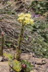 Sempervivum pittonii 20