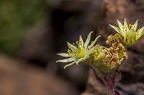Sempervivum pittonii 21