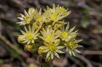 Sempervivum pittonii 23