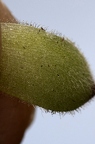 Sempervivum pittonii 34