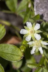 Potentilla caulescens 03