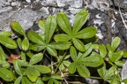 Potentilla caulescens 09