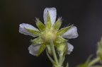 Potentilla caulescens 15