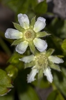 Potentilla caulescens 17