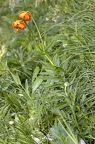 Lilium carniolicum