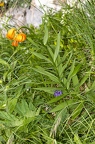 Lilium carniolicum 04