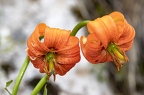 Lilium carniolicum 06