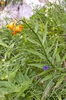 Lilium carniolicum 07