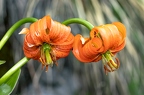 Lilium carniolicum 08