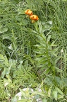 Lilium carniolicum 09
