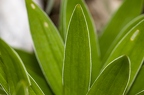 Lilium carniolicum 12