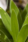 Lilium carniolicum 13