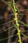 Lilium bulbiferum