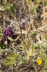 Pulsatilla pratensis subsp nigricans 1