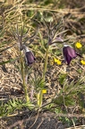 Pulsatilla pratensis subsp nigricans 3