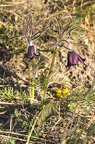 Pulsatilla pratensis subsp nigricans 4