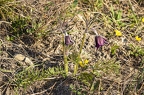 Pulsatilla pratensis subsp nigricans 7
