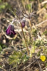 Pulsatilla pratensis subsp nigricans 9