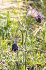 Pulsatilla pratensis subsp nigricans 2 1