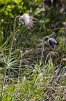 Pulsatilla pratensis subsp nigricans 2 2