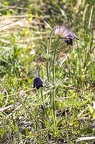 Pulsatilla pratensis subsp nigricans 2 3