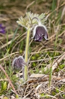Pulsatilla pratensis subsp nigricans 2 4