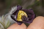 Pulsatilla pratensis subsp nigricans 2 5