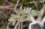 Pulsatilla pratensis subsp nigricans 2 6