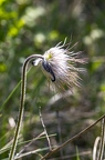 Pulsatilla pratensis subsp nigricans 2 8