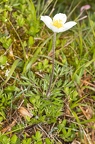 Pulsatsilla alpina subsp alba 02