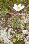 Pulsatsilla alpina subsp alba 03