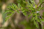Pulsatsilla alpina subsp alba 05