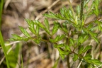Pulsatsilla alpina subsp alba 06