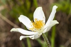 Pulsatsilla alpina subsp alba 08