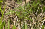 Pulsatsilla alpina subsp alba 10