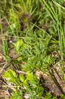 Pulsatsilla alpina subsp alba 11