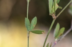 Trifolium arvense 3