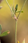 Trifolium arvense 4
