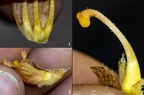 Orobanche flava 02