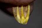 Orobanche flava 03