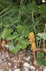 Orobanche flava 04