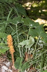 Orobanche flava 06