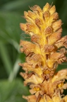 Orobanche flava 08